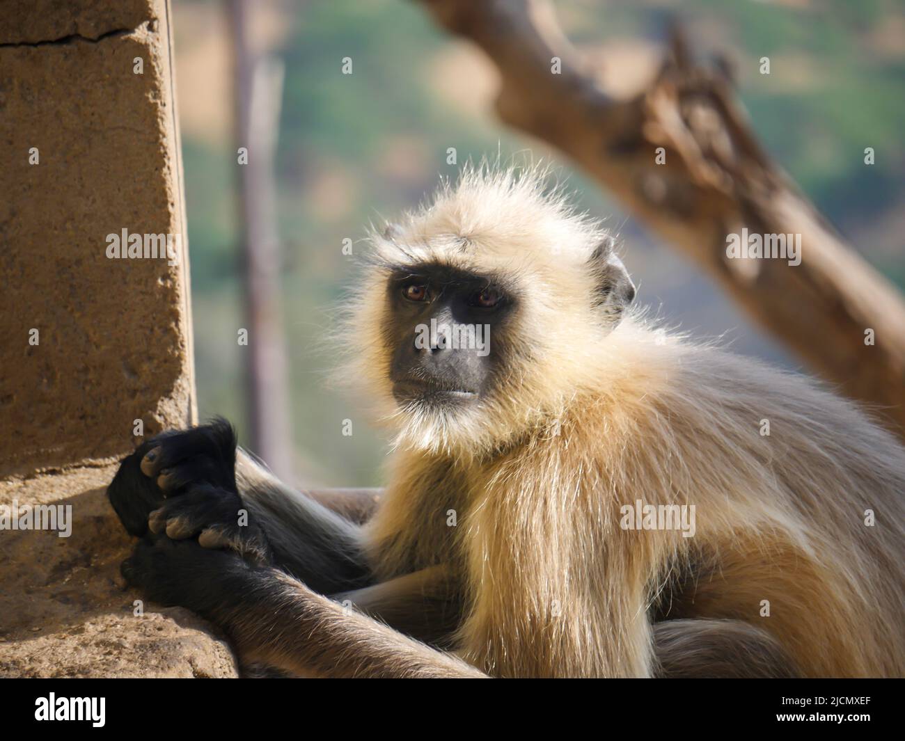 Gray langur monkey also known as hanuman langurs relaxing and watching ...