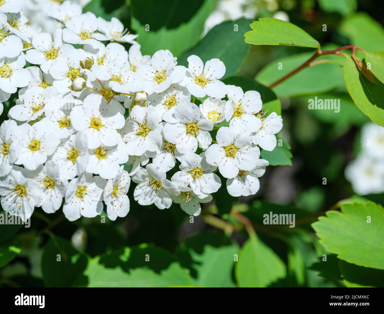 Flowering branch of a white spirea with green leaves Stock Photo