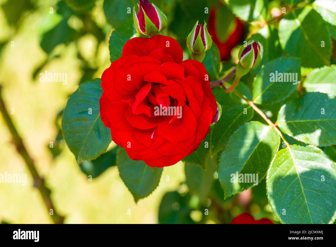 Red Rose Stock Photo