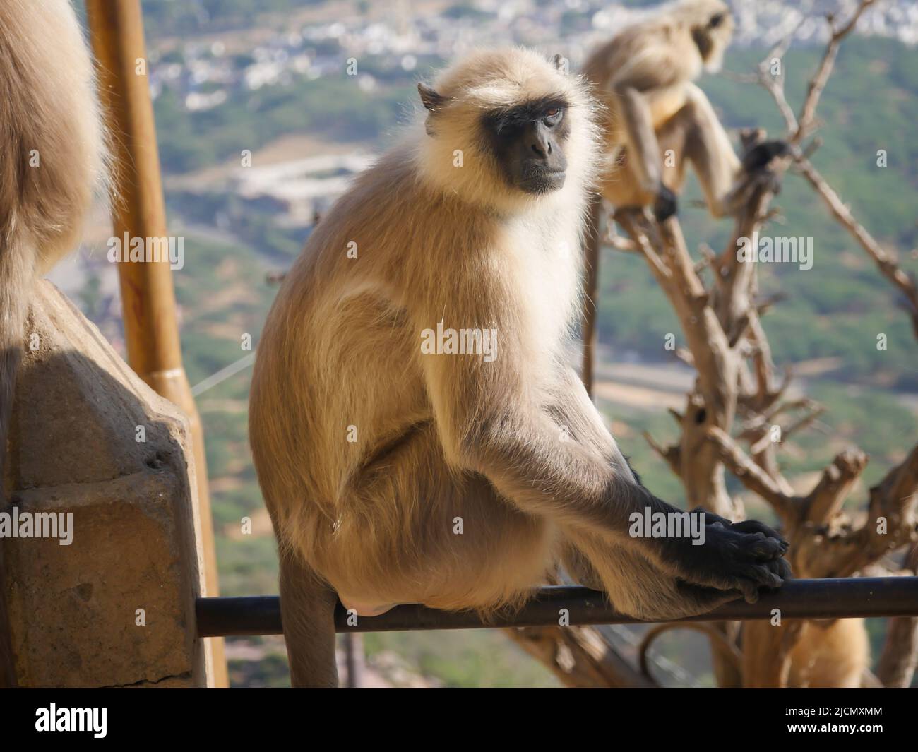 Gray langur monkey also known as hanuman langurs relaxing and watching people Stock Photo