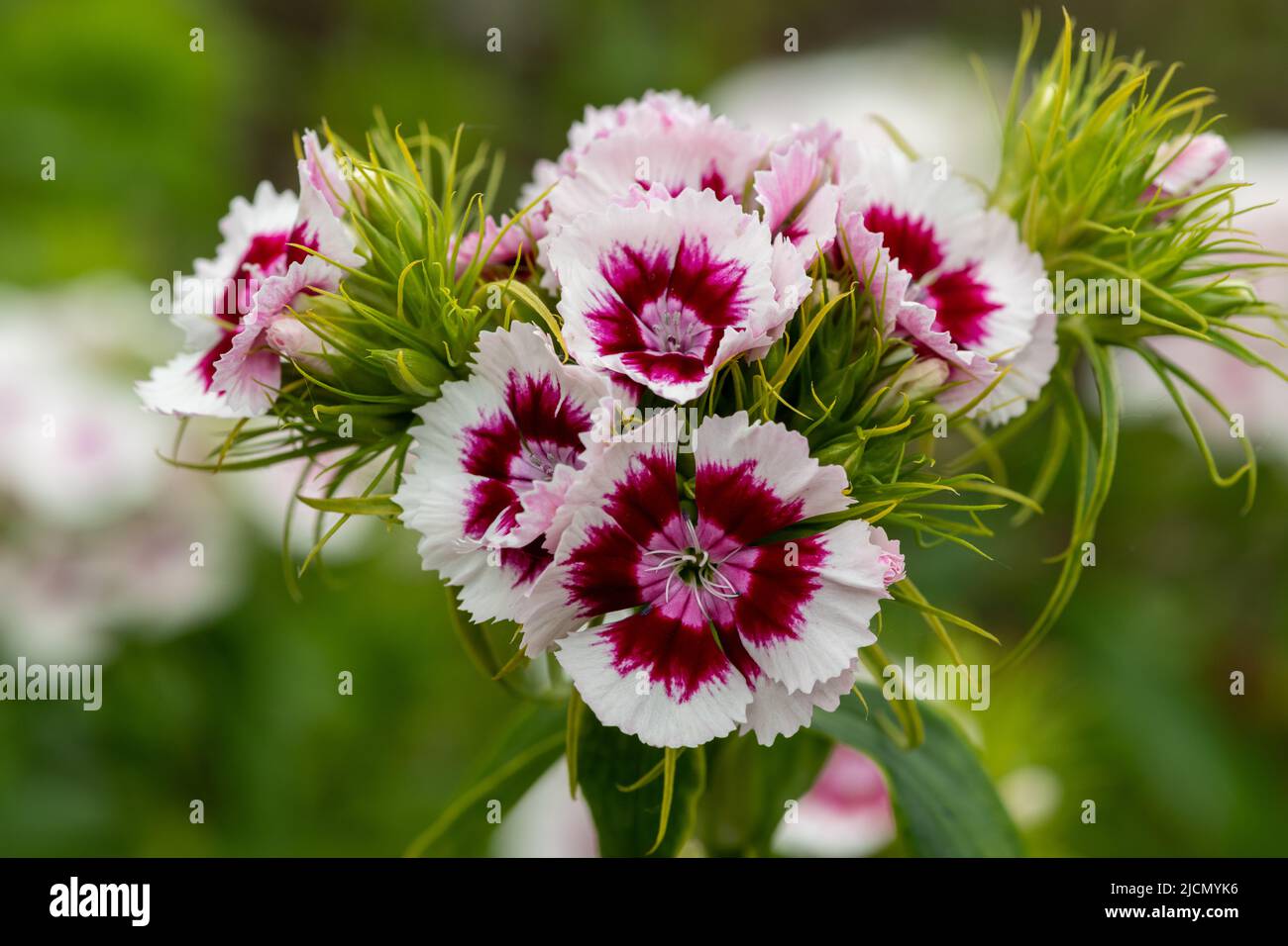 Close up of pink and white dianthus flowers in bloom Stock Photo