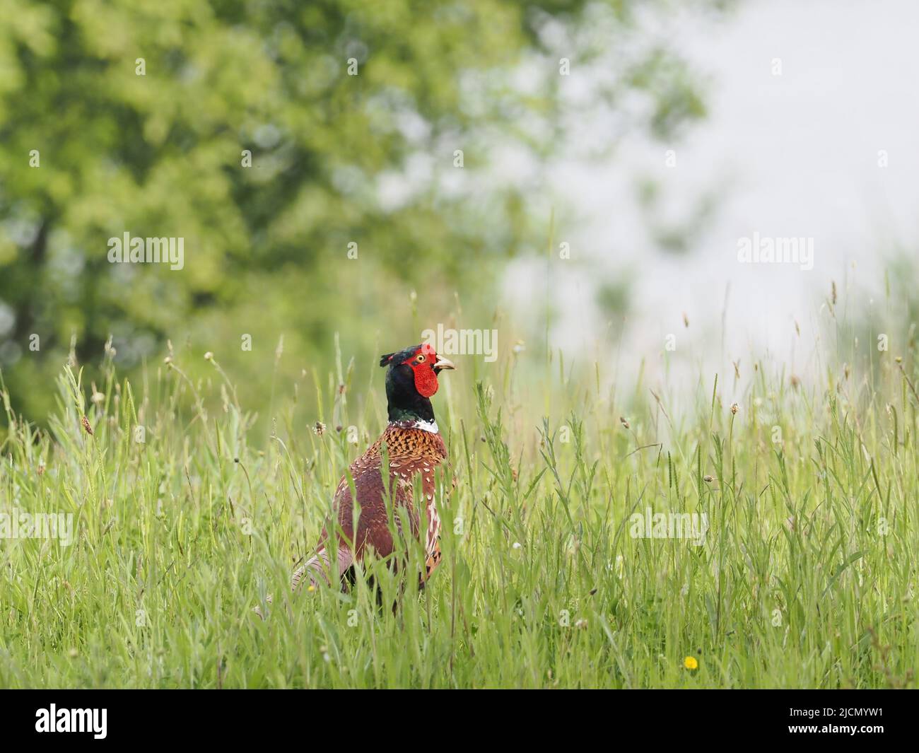 A male pheasant (Phasianus colchicus) walking through tall grass at RSPB Fairburn Ings Stock Photo
