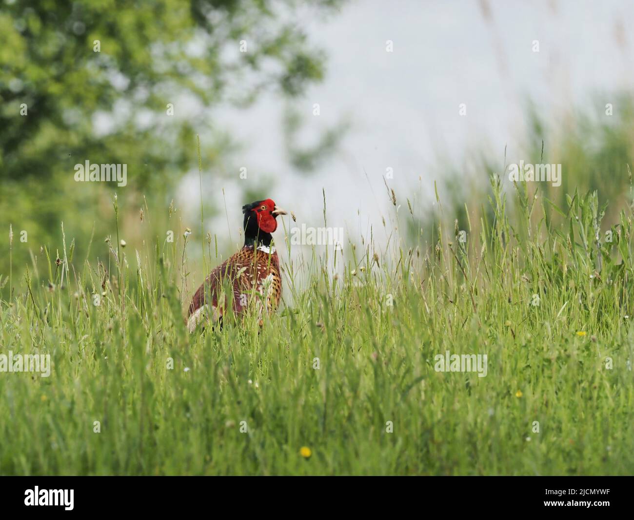 A male pheasant (Phasianus colchicus) walking through tall grass at RSPB Fairburn Ings Stock Photo