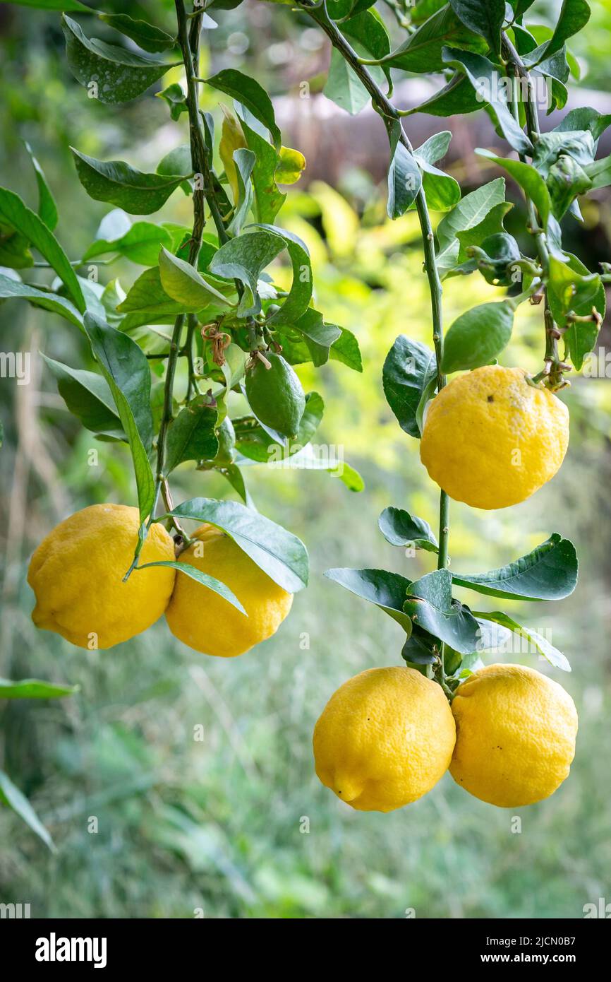 Ripe lemons hanging on a lemon tree Stock Photo