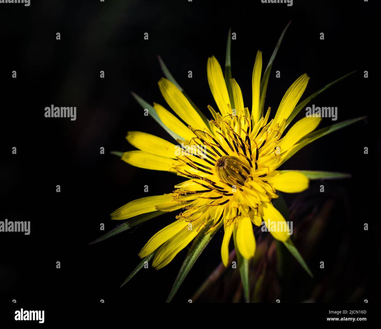 Meadow Salsify Tragopogon pratensis. The flower of yellow salsify. Tragopogon dubius. Blurred dark background, shallow depth of field, nobody, selecti Stock Photo