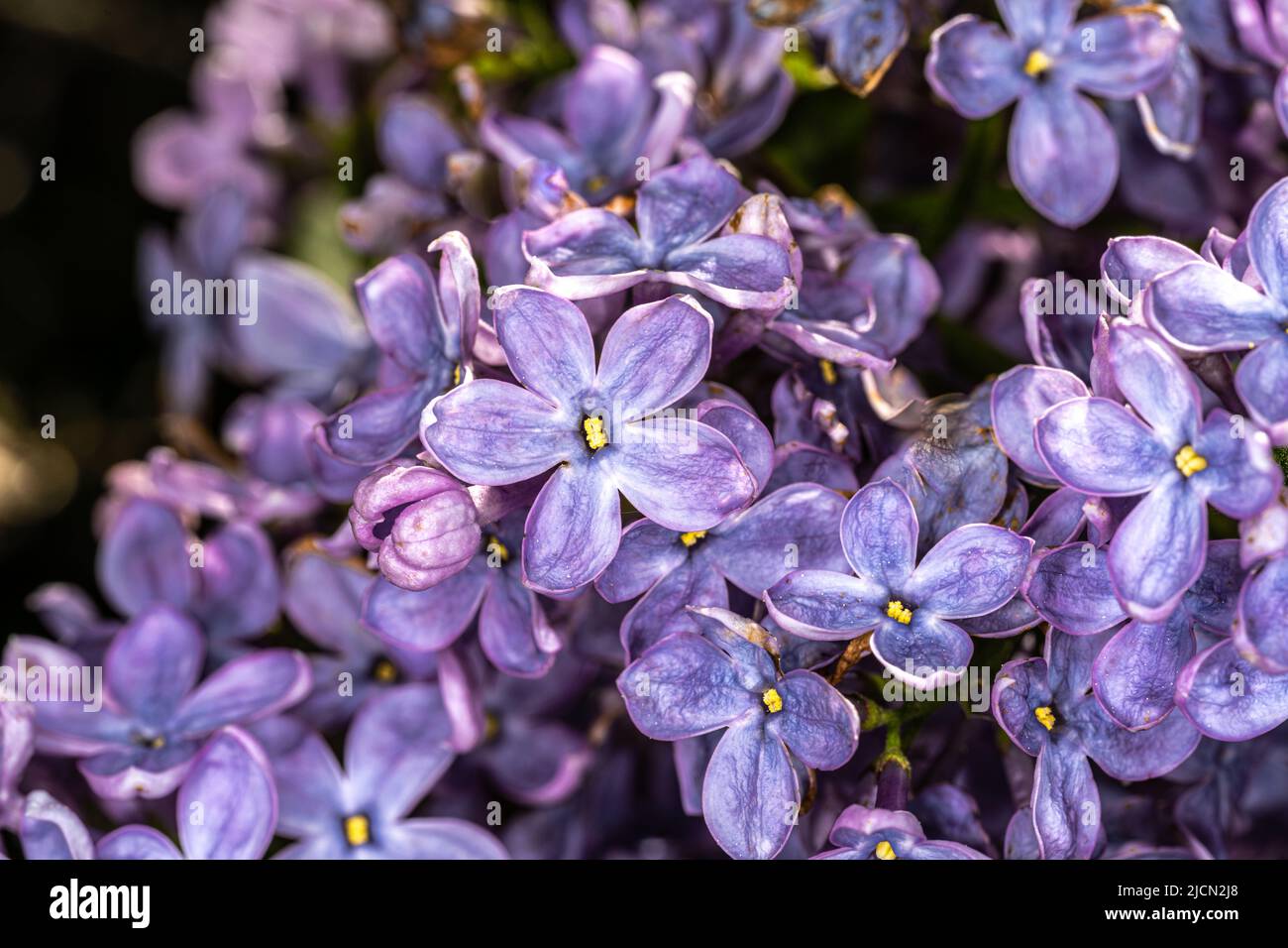 Stringlia Flower Flowers of Common Lilac (Syringa vulgaris 'Firmament' Stock Photo - Alamy