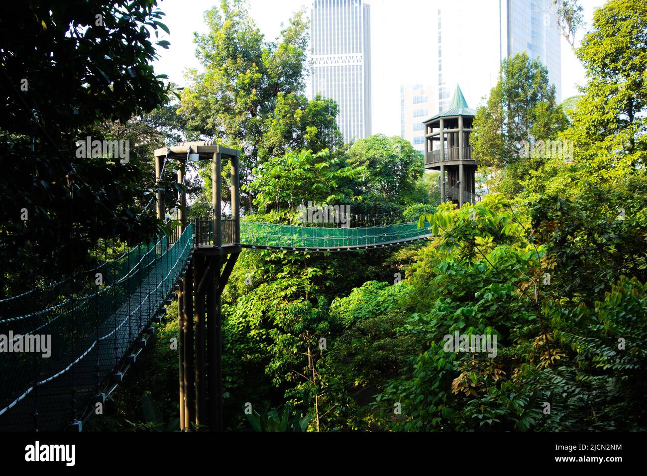 canopy walkway towers high in the trees with the city skyscrapers in ...