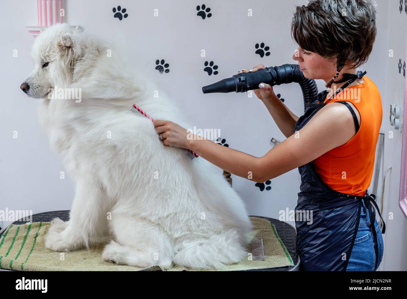 A professional female groomer is air drying and brushing a beautiful  Siberian Samoyed, White Husky dog in a pet salon Stock Photo - Alamy