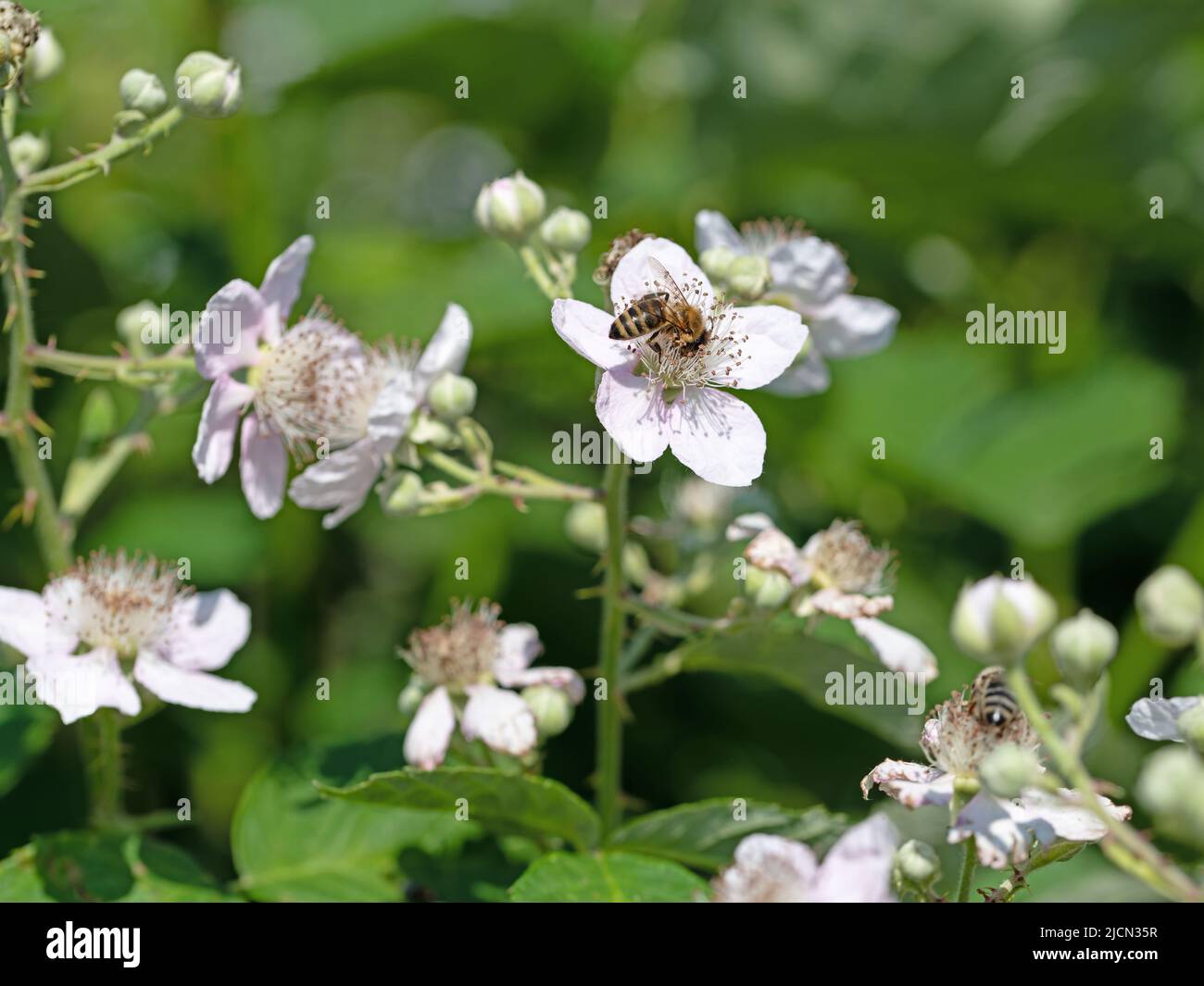 Flowering blackberries, Rubus sectio Rubus Stock Photo Alamy