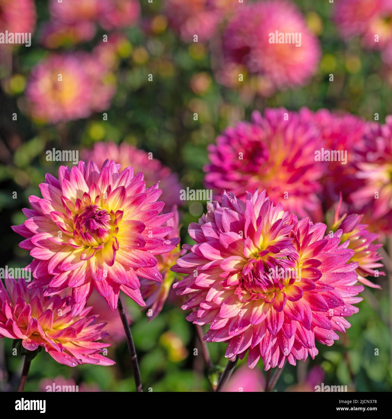 Blooming dahlias in a closeup Stock Photo Alamy