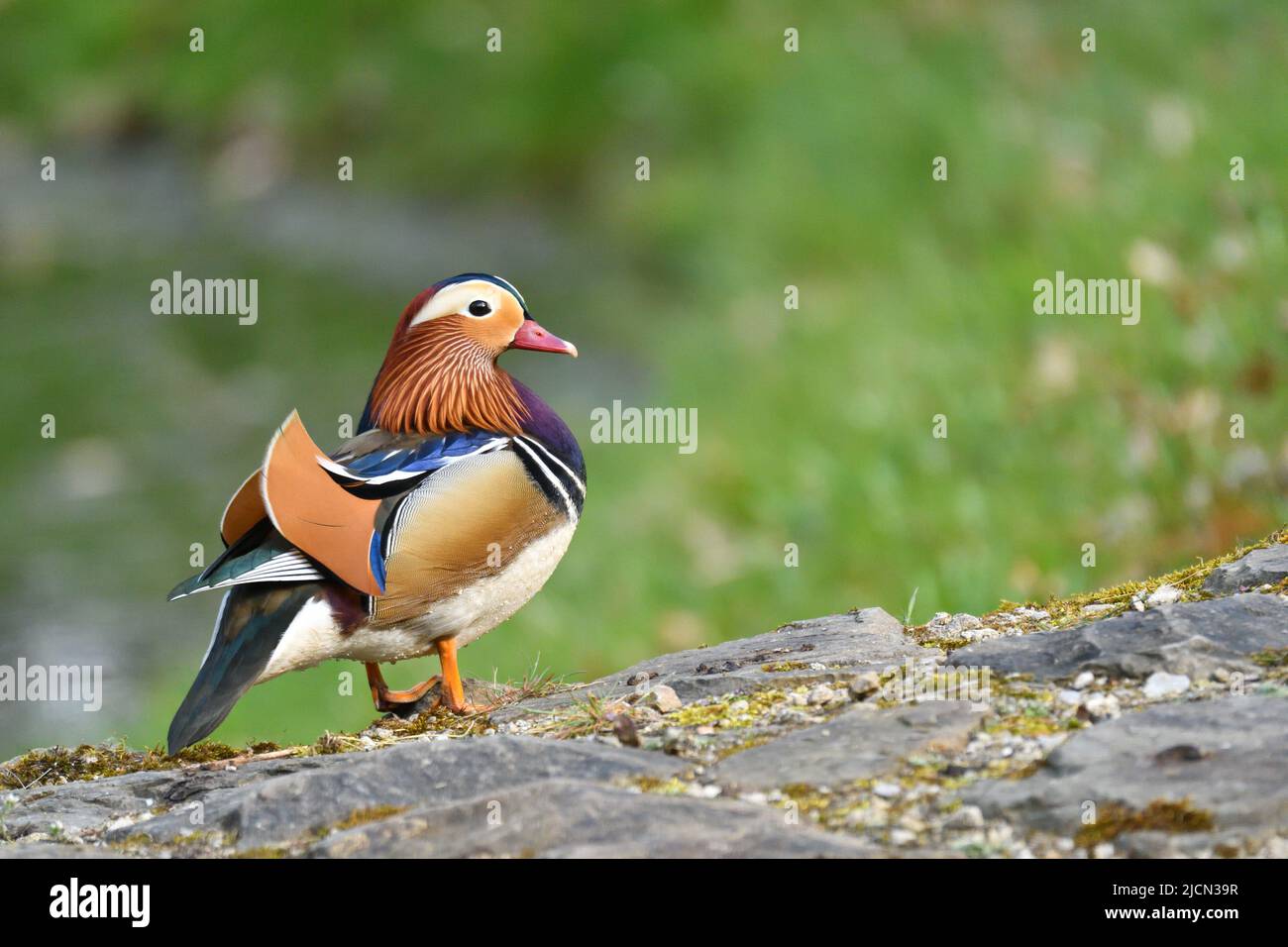 A beautiful male mandarin duck in the forest Stock Photo - Alamy