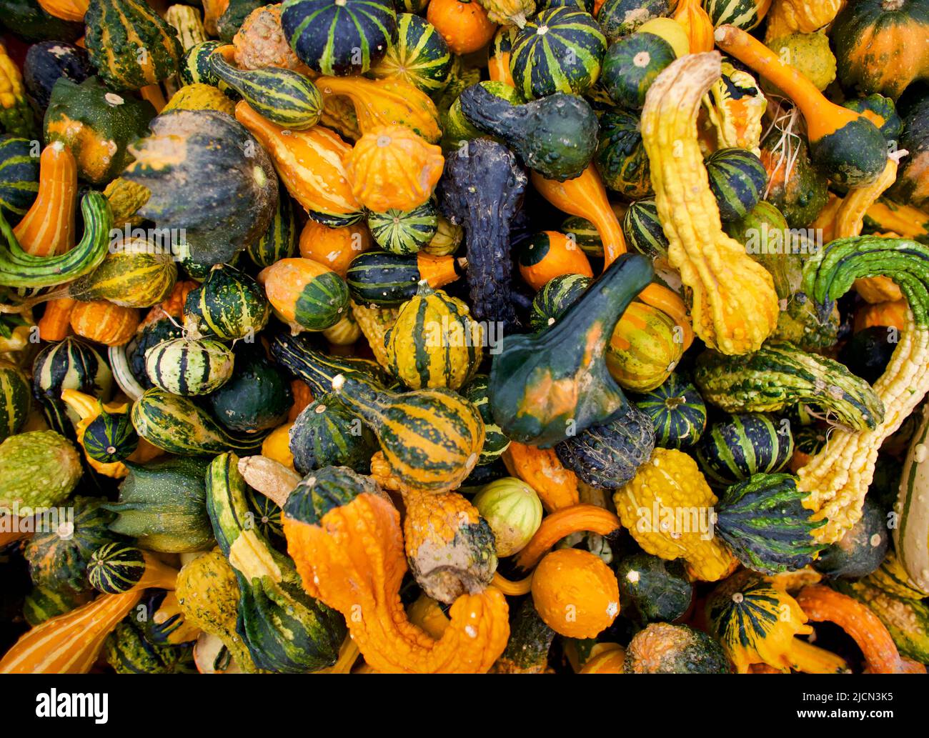 Decorative gourds at farmers market in New Jersey, USA  Full frame, solid background of gourds. Stock Photo