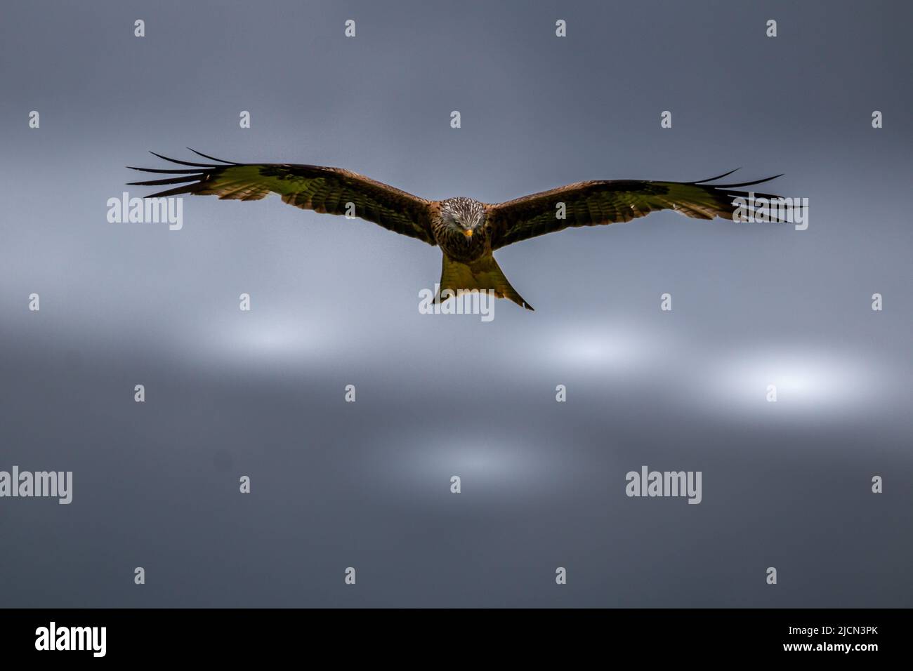 A red kite soars through the air. A typical German bird of prey from