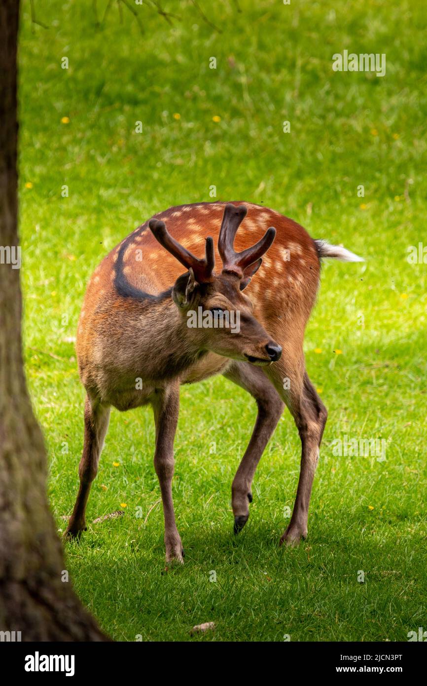This fallow deer is grazing on a green meadow. His reddish brown fur is ...