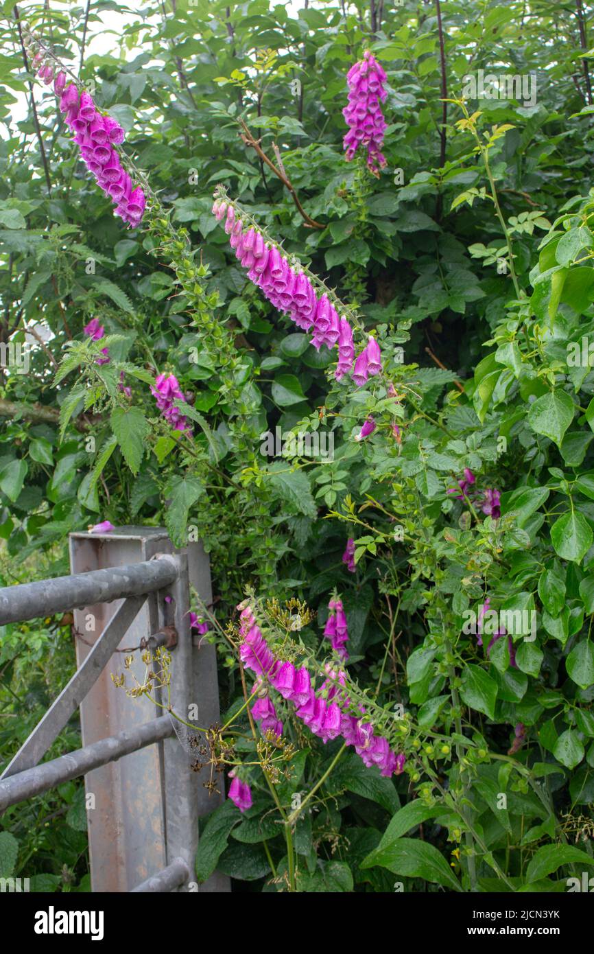 common foxglove (Digitalis purpurea) growing next to a metal gate and gate post Stock Photo