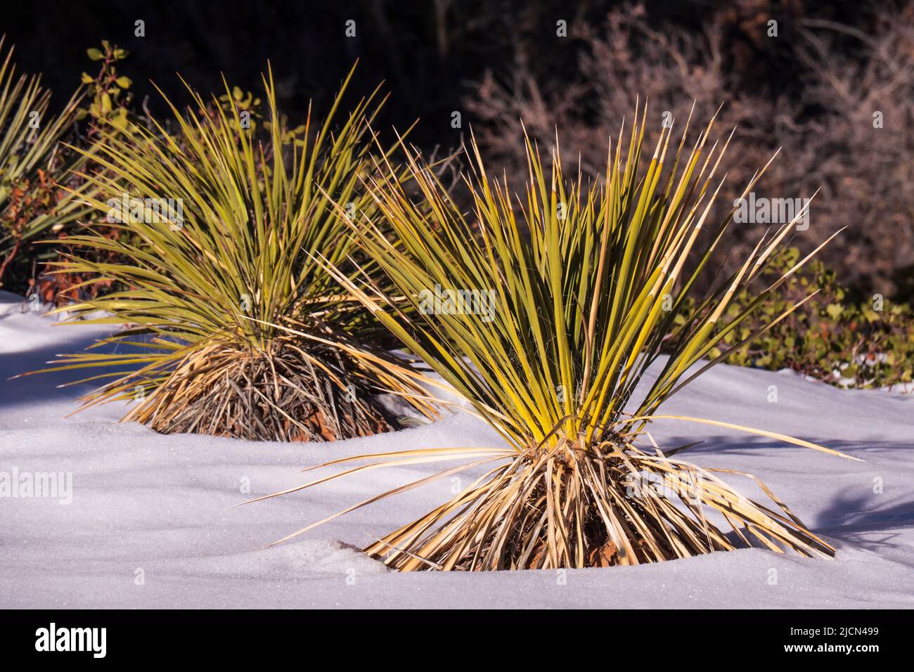 Yucca in snow along Zion-Mount Carmel Junction Highway, winter, Zion National Park, Utah. Stock Photo