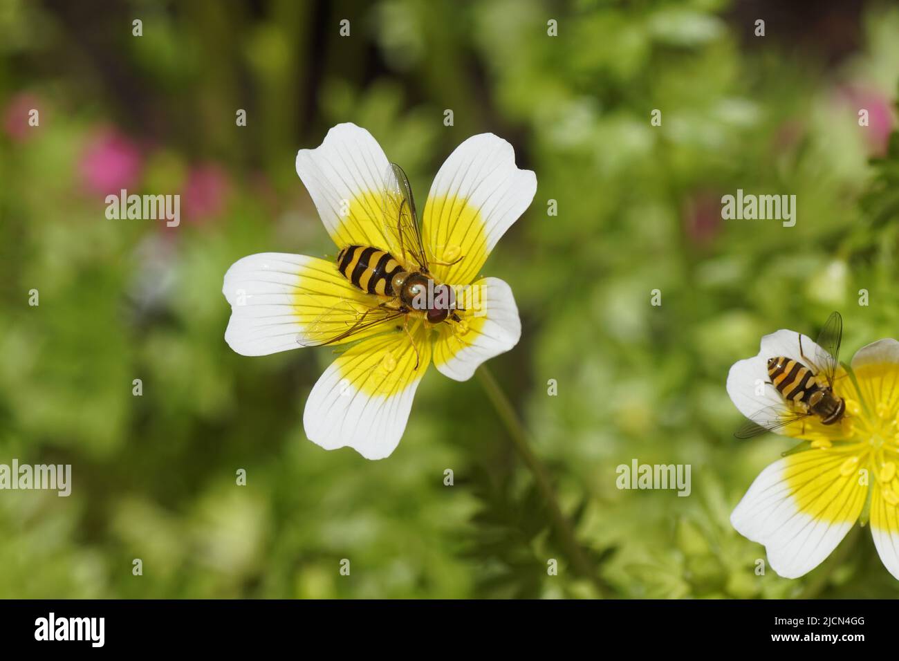 Hoverflies Epistrophe, family Syrphidae on flowers of Douglas' meadowfoam, poached egg plant (Limnanthes douglasii), family meadowfoam (Limnanthaceae) Stock Photo