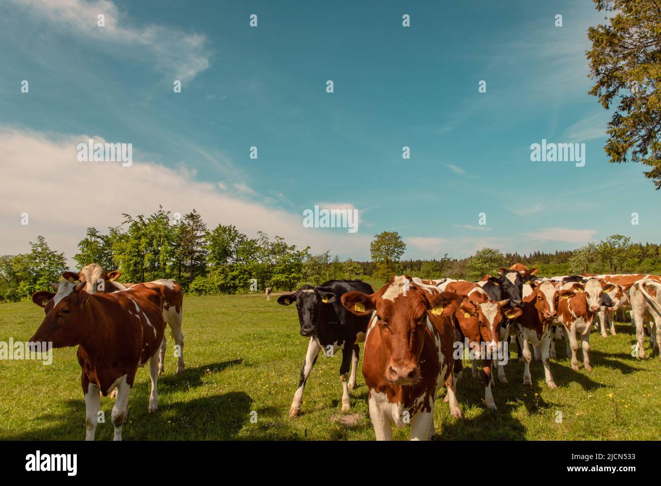 herd of brown and white cows on a green meadow curiously looks into the ...