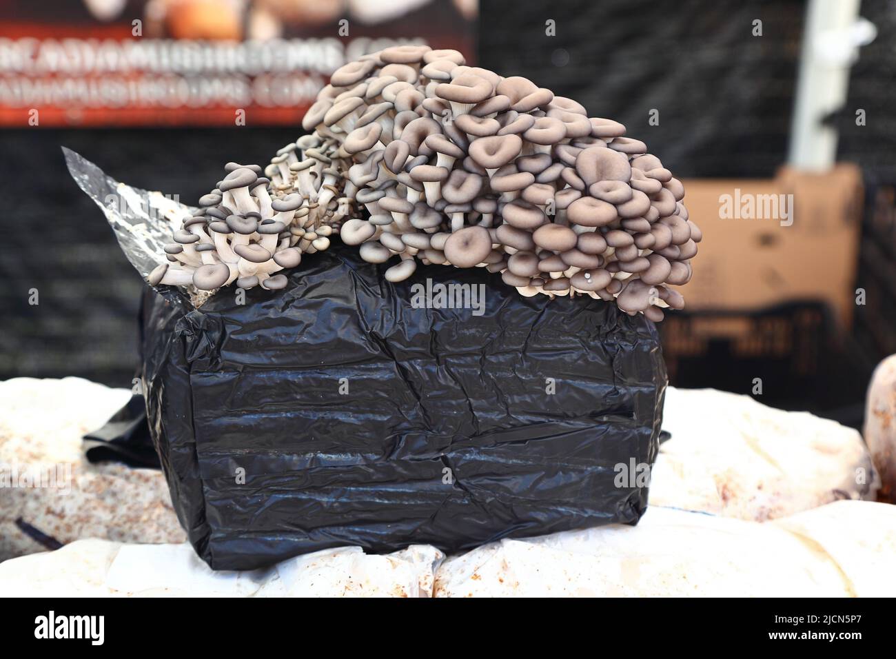 Oyster Mushroom Grow Kit being sold at a farmer's market Stock Photo