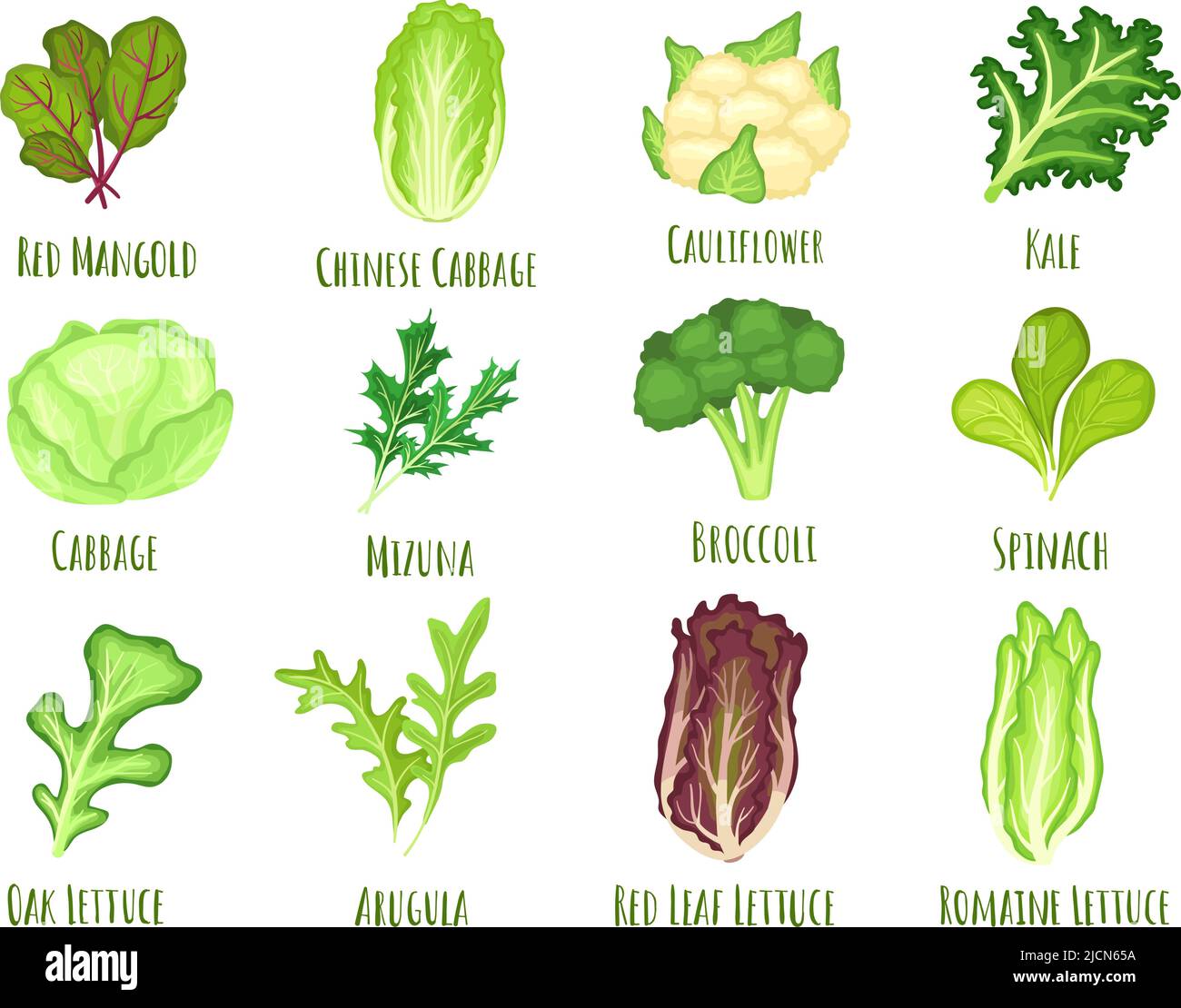 Vegetable lettuce Salad cabbage green spinach leaves and cartoon Vegetable lettuce Salad cabbage green spinach leaves and cartoon
