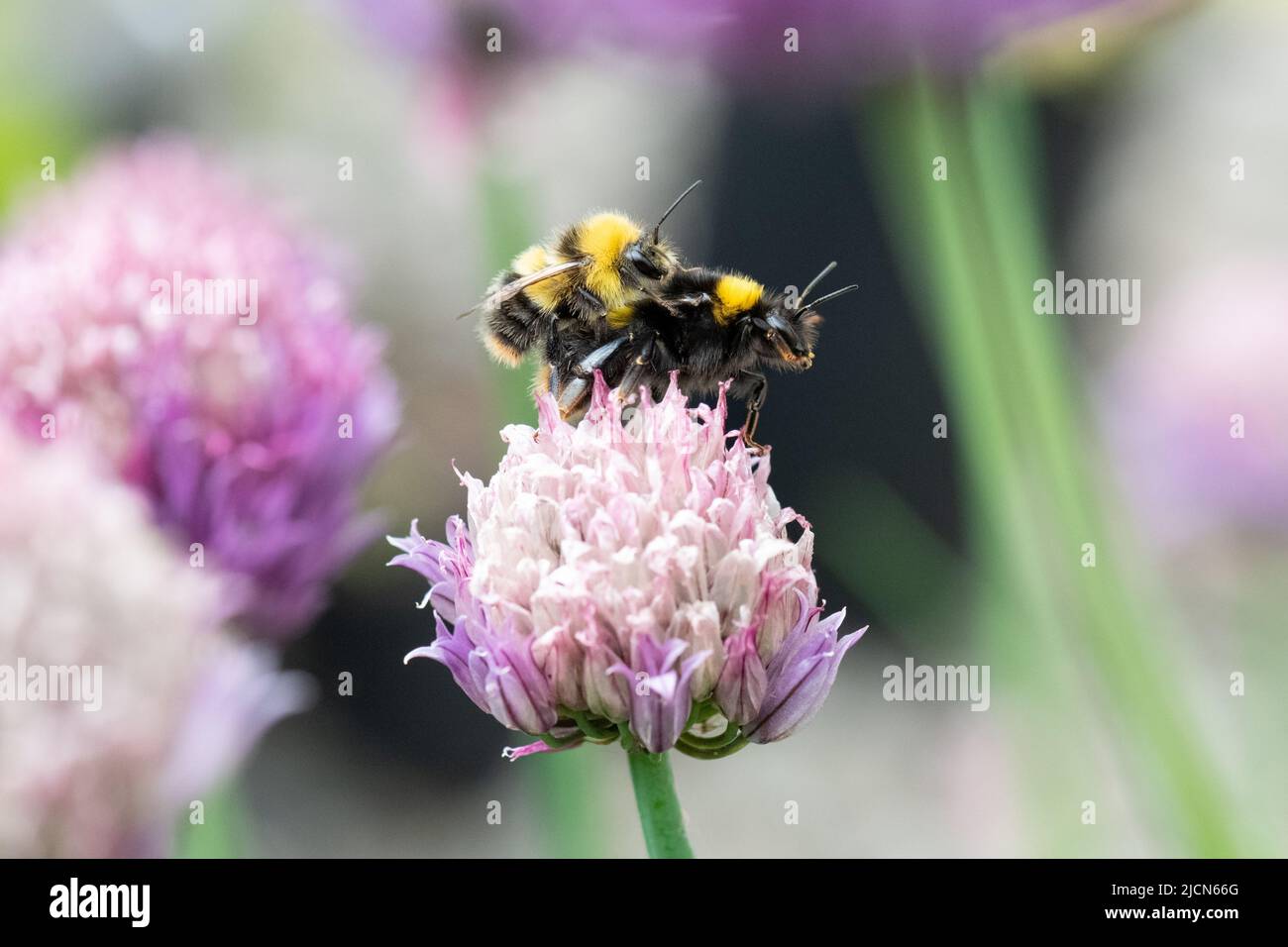 Bumblebees mating - bombus partorum (early bumblebees) mating on chive flower - UK Stock Photo