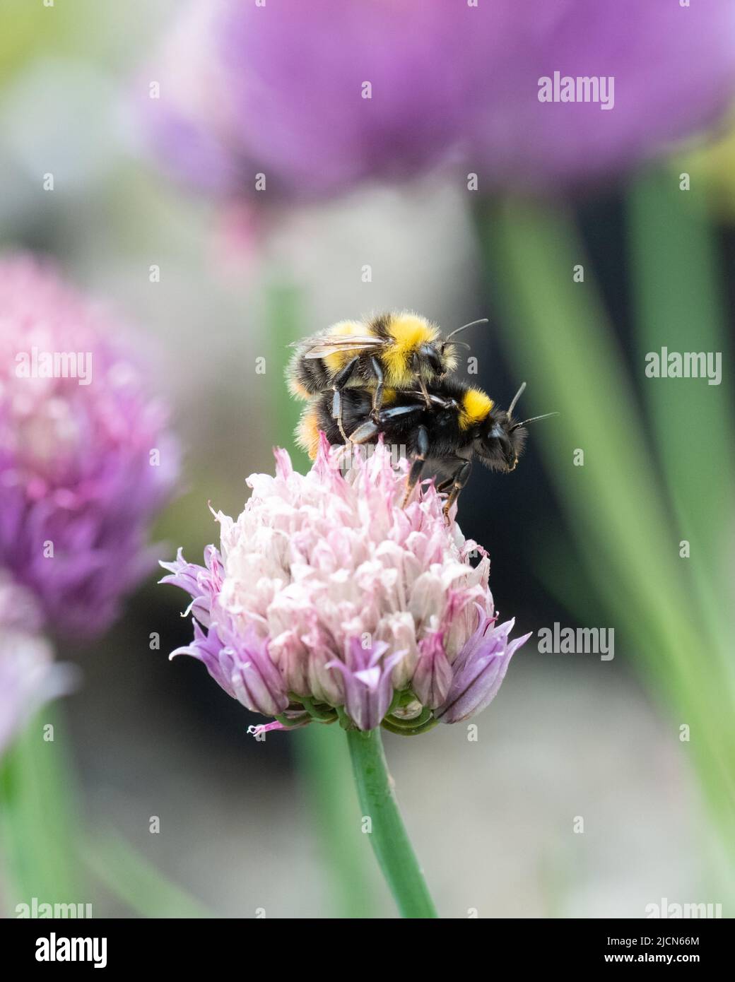 Bumblebees mating - bombus partorum (early bumblebees) mating on chive flower - UK Stock Photo