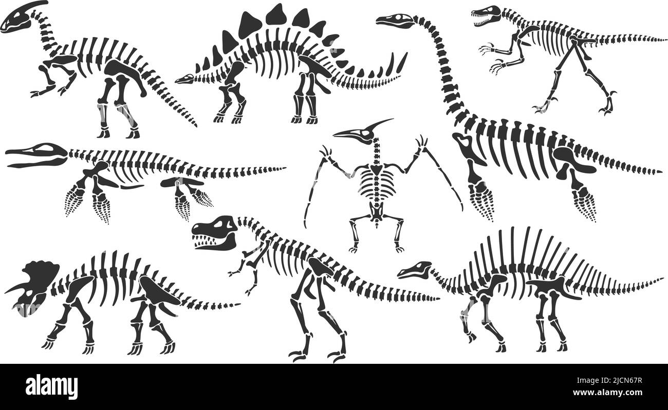 Dinosaur skeletons. Dino bones, stegosaurus fossil and tyrannosaurus skeleton. Remains of ancient animals vector illustration set Stock Vector