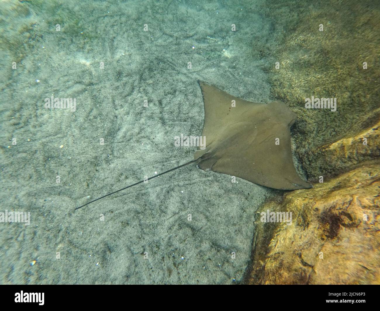 Cownose Stingrays Swim 10 000 Gallon Editorial Stock Photo - Stock Image