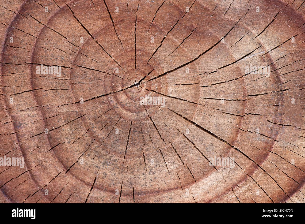 Cut surface of an old tree. Detailed warm red-brown tones of a felled trunk or stump. Rough organic texture of wooden rings with close-up Stock Photo