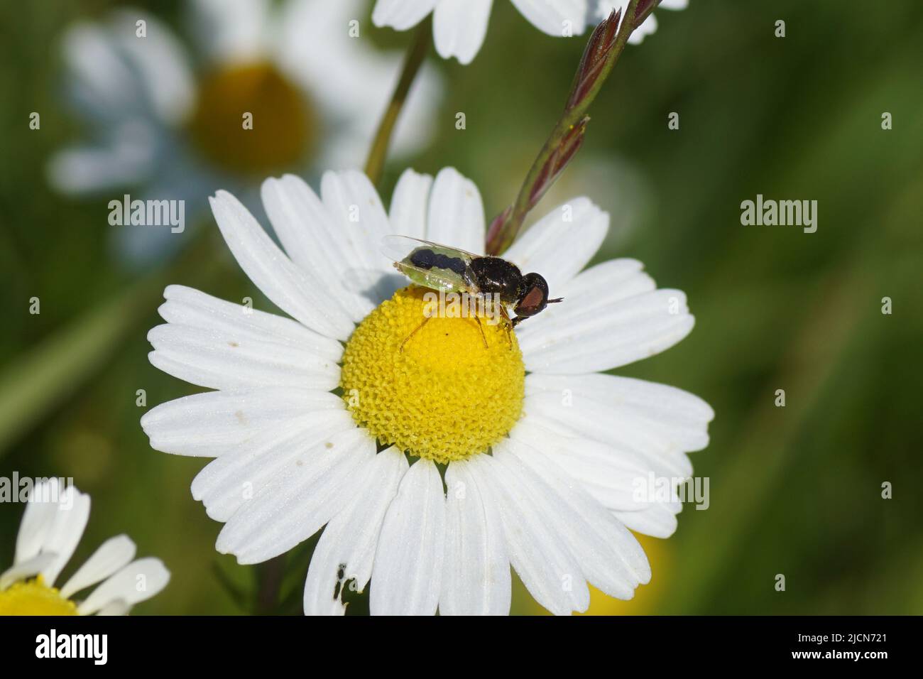 Close up common green colonel (Oplodontha viridula). A soldier fly family Stratiomyidae. On flower of Matricaria, family Asteraceae. June, Netherlands Stock Photo