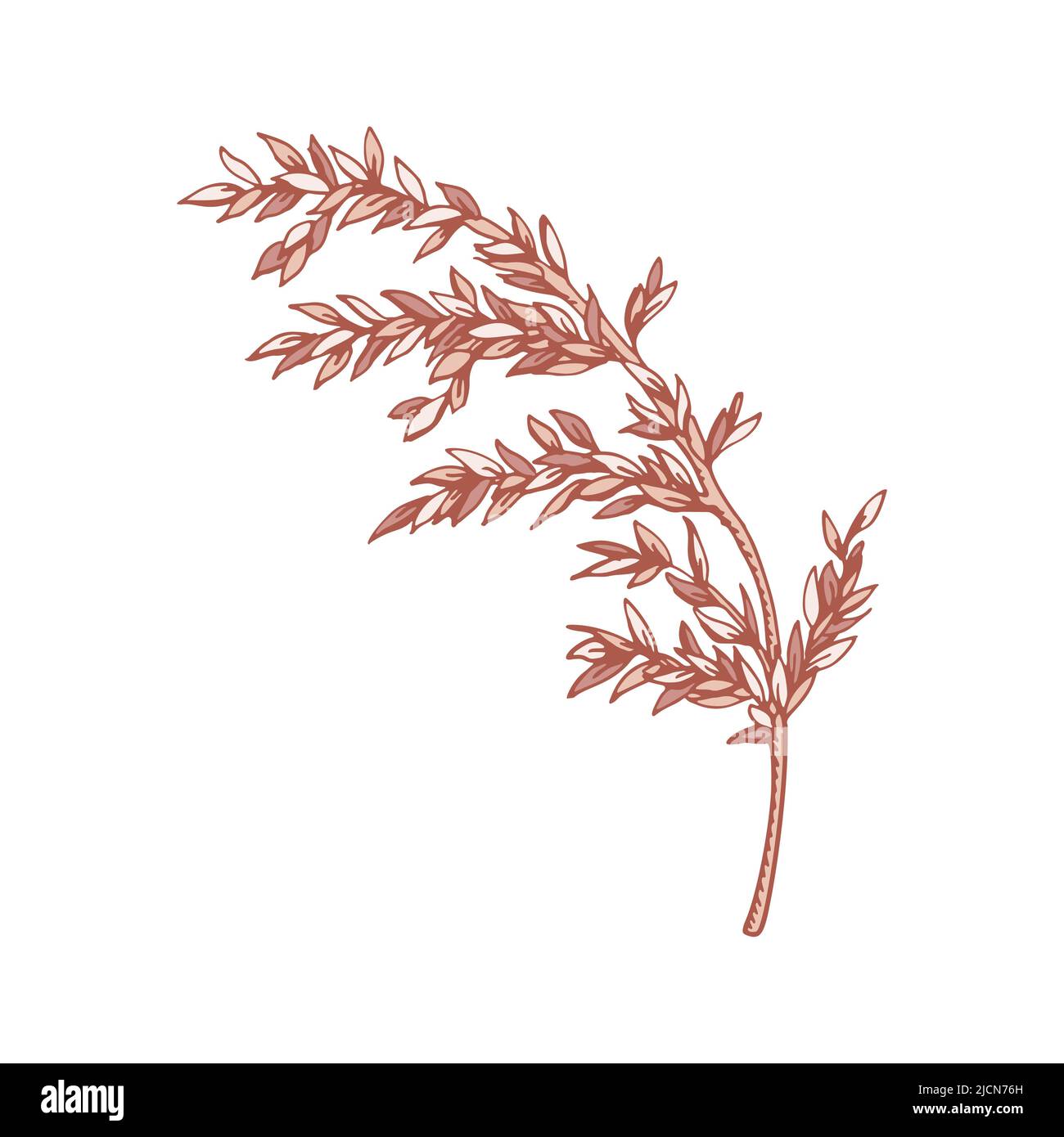 Hand drawn branch with leaves isolated on white. Vector illustration in ...