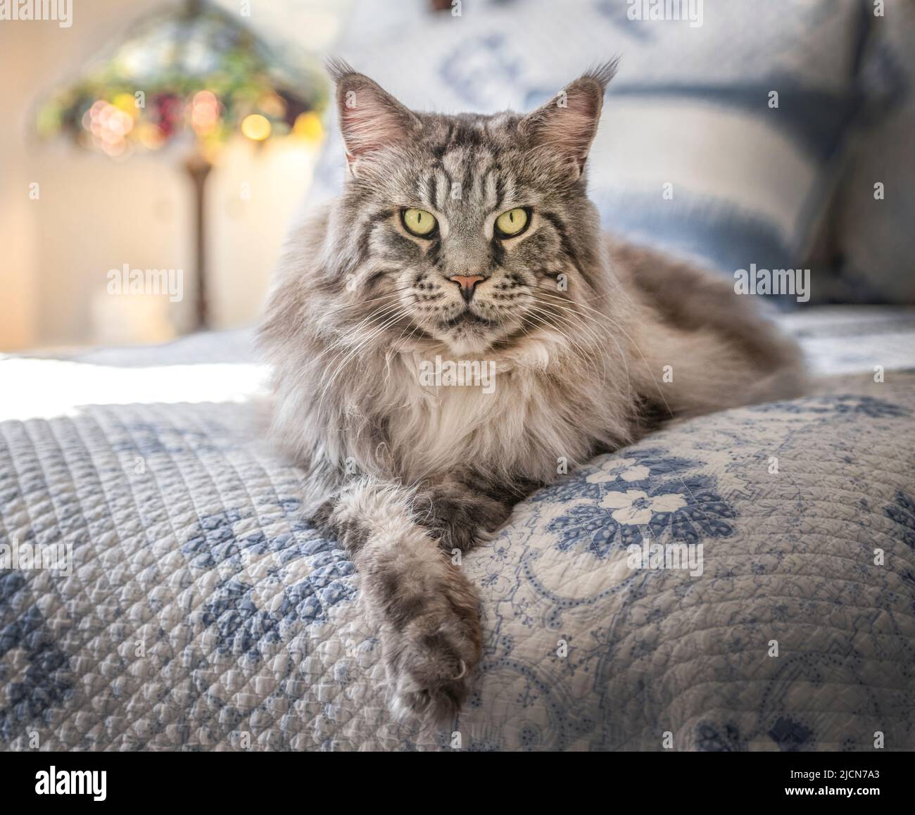 Adult male Maine Coon Cat lying on bed Stock Photo