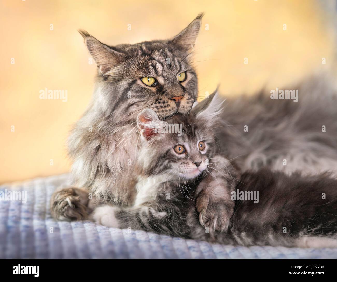 Male Maine Coon Cat lying on bed with kitten offspring Stock Photo