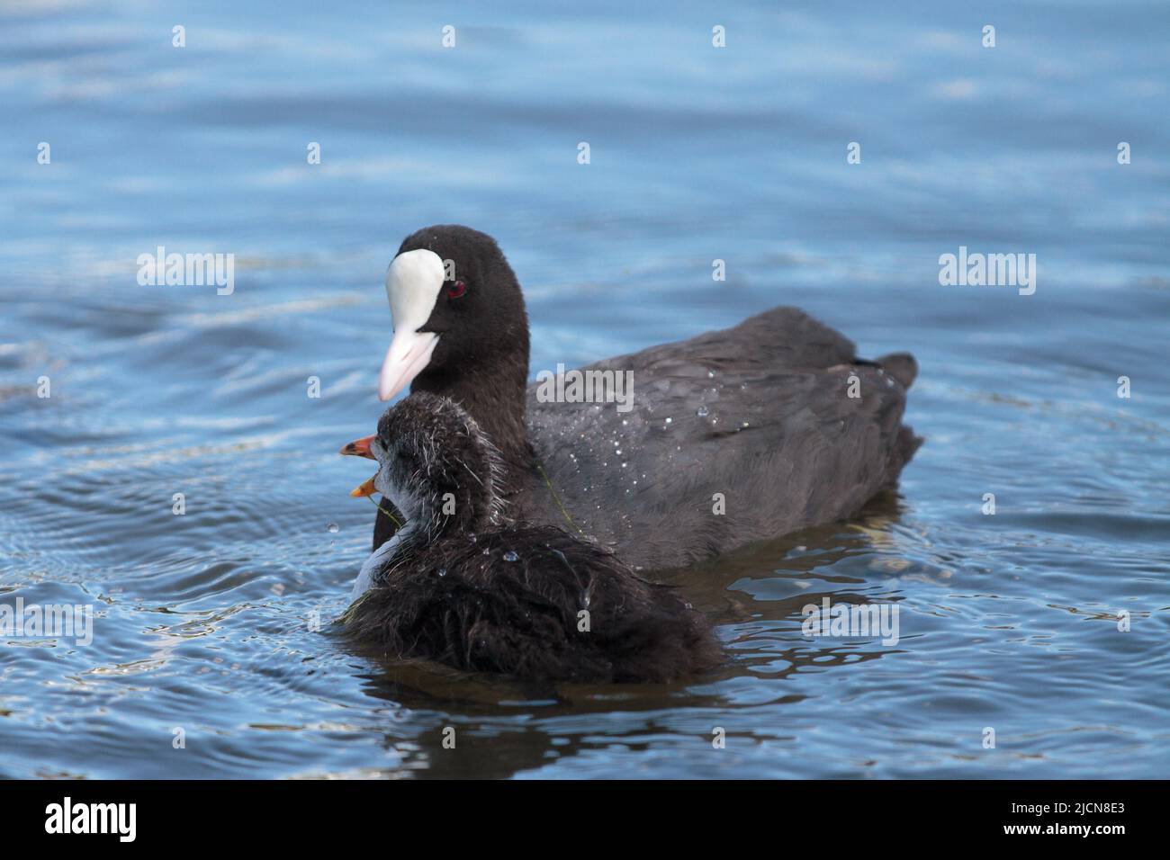 Coot with two chicks in an urban boating lake Stock Photo