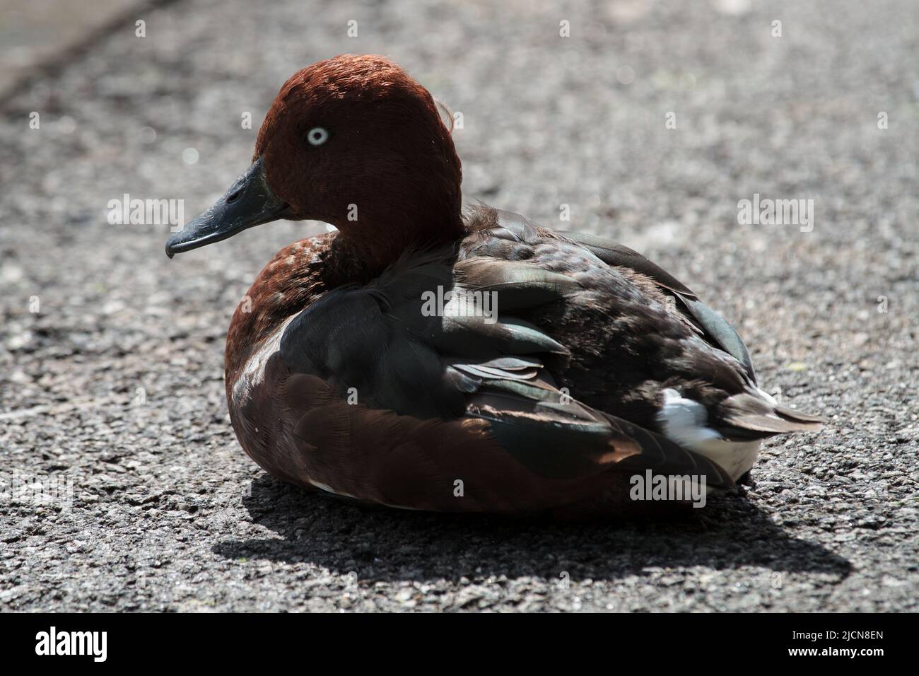 Ferruginous Duck sat in the sun at the side of an urban boating lake Stock Photo