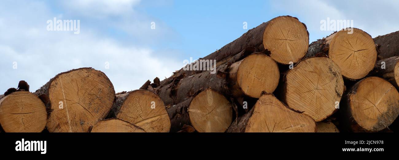 Panorama of a stack of Cut Wooden Logs against a blue sky Stock Photo