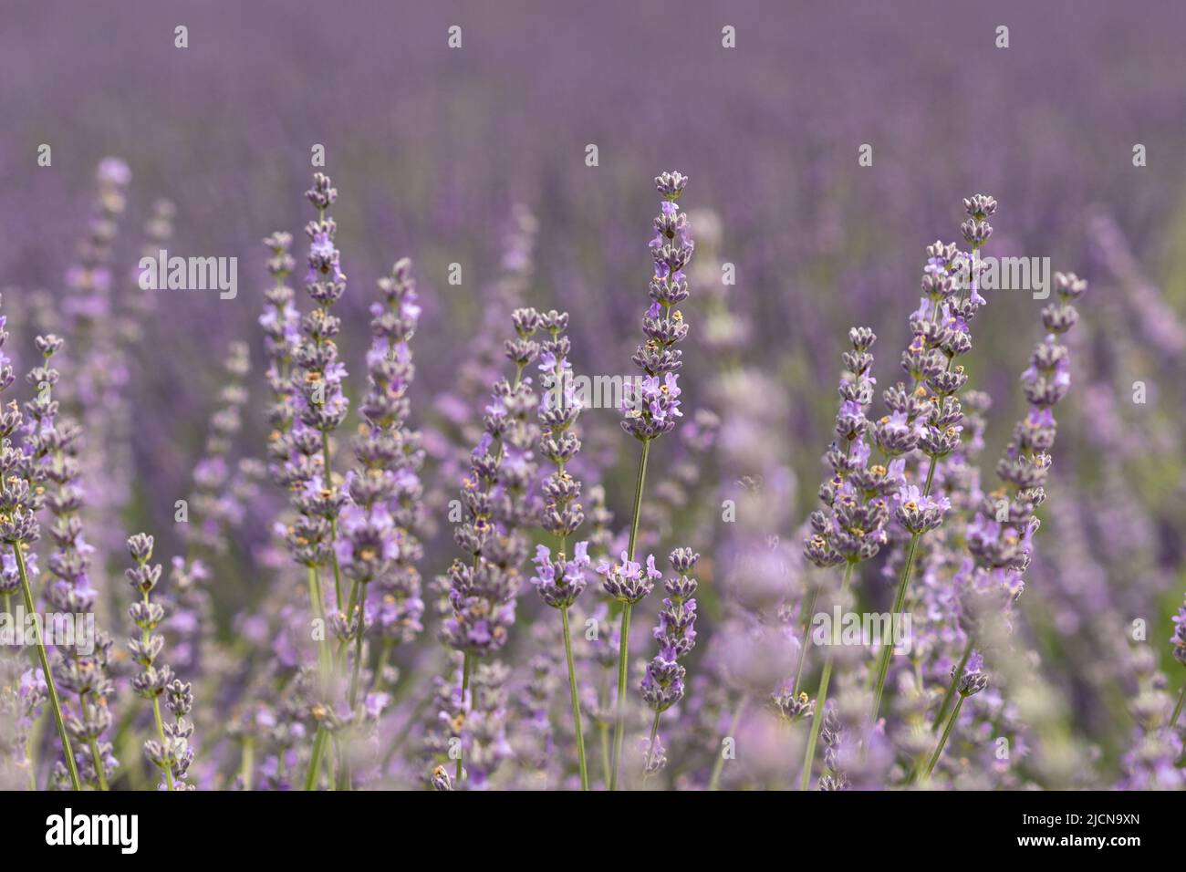 Purple Lavender Flowers In Bloom in Lavender Field Stock Photo
