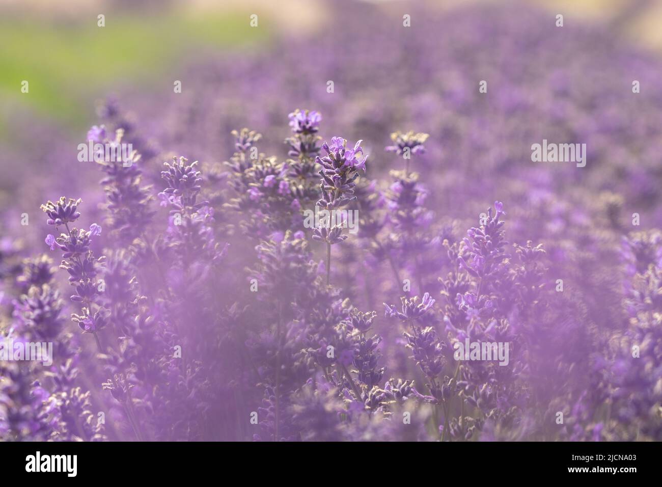 Shoot Through Purple Lavender Flowers in Field in Sequim, WA Stock Photo