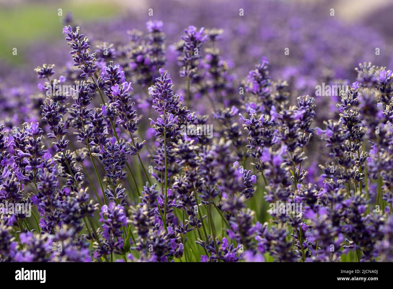 Dark Purple Lavender Flowers in Field in Sequim, WA Stock Photo
