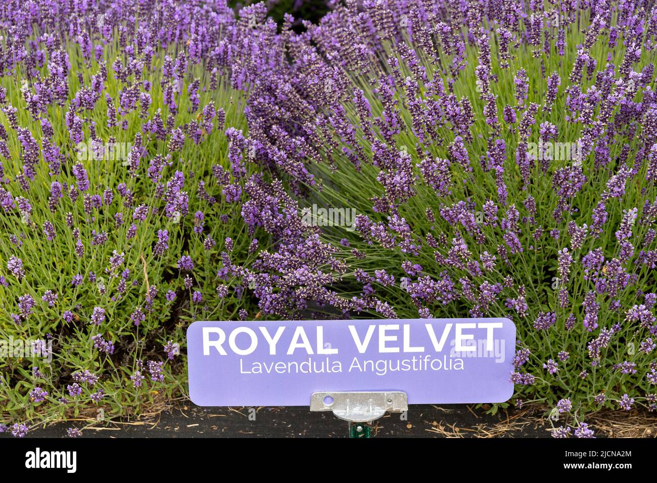 Royal Velvet Lavender Variety in Sequim, WA Stock Photo