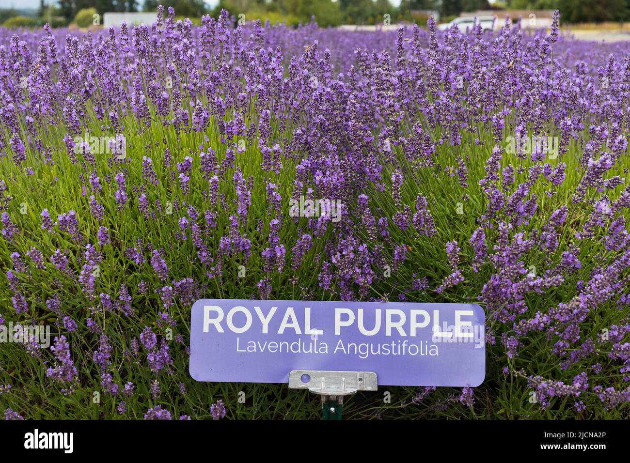 Royal Purple Lavender Variety in Sequim, WA Stock Photo