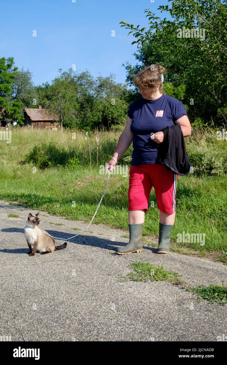 woman walking pet siamese cat on lead in rural country lane zala county hungary Stock Photo