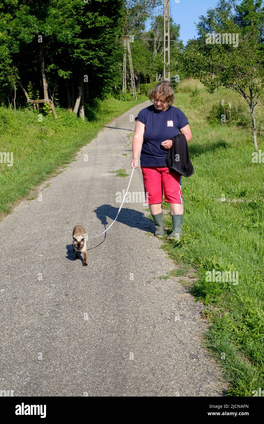 woman walking pet siamese cat on lead in rural country lane zala county hungary Stock Photo