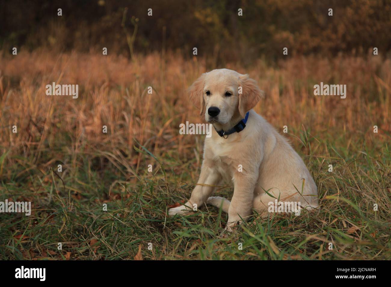 A golden retriever puppy poses in nature in the autumn forest. Gorgeous ...