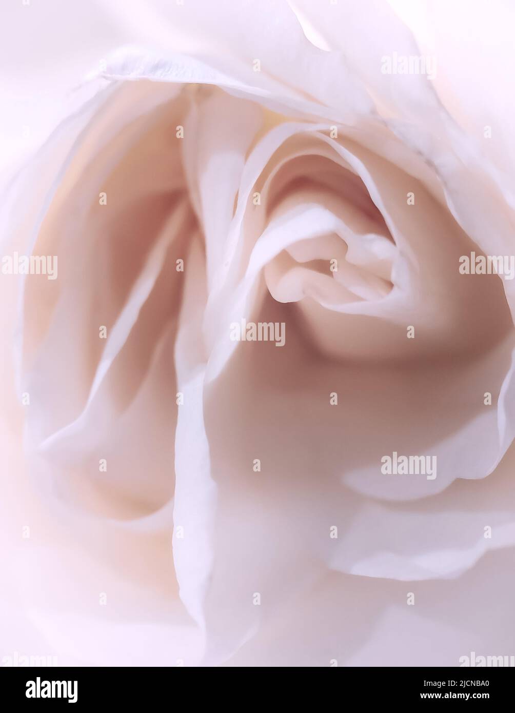fading cream rose macro. a photo. Stock Photo