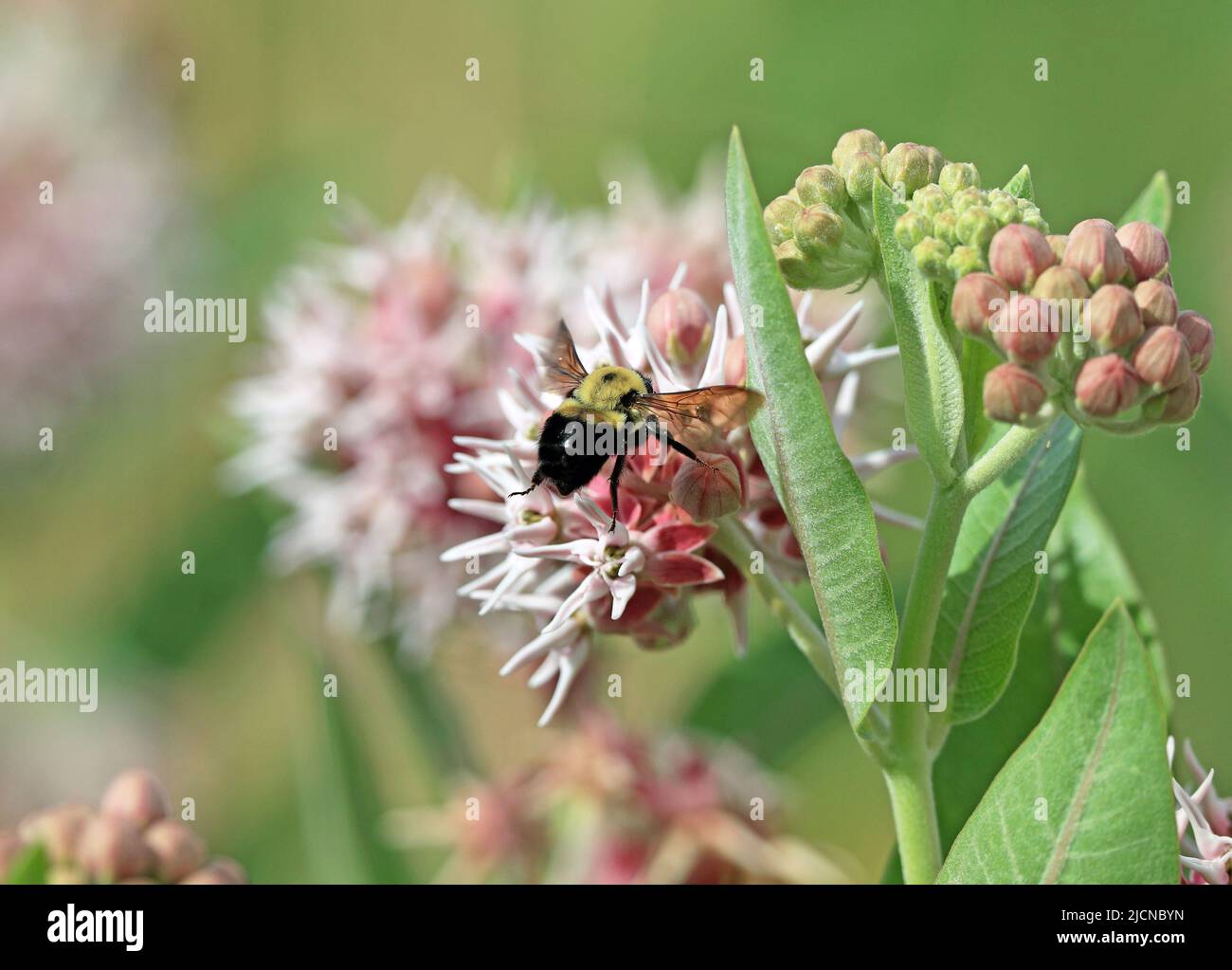 A large Bumblebee flying towards a Showy Milkweed flower with a softly depicted background. Stock Photo