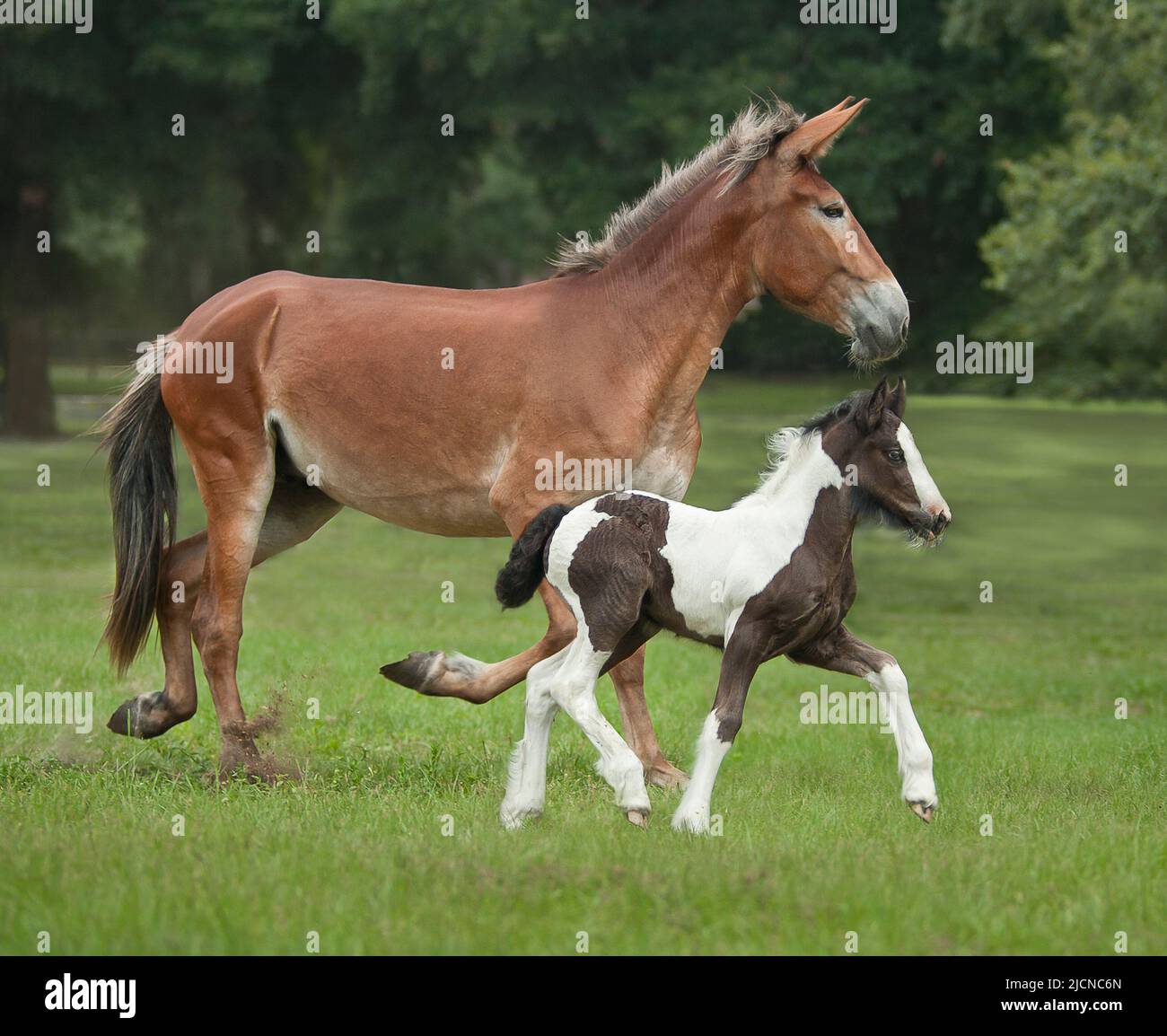 Mule 'Mom' with embryo transfer Gypsy Vanner Horse foal Stock Photo