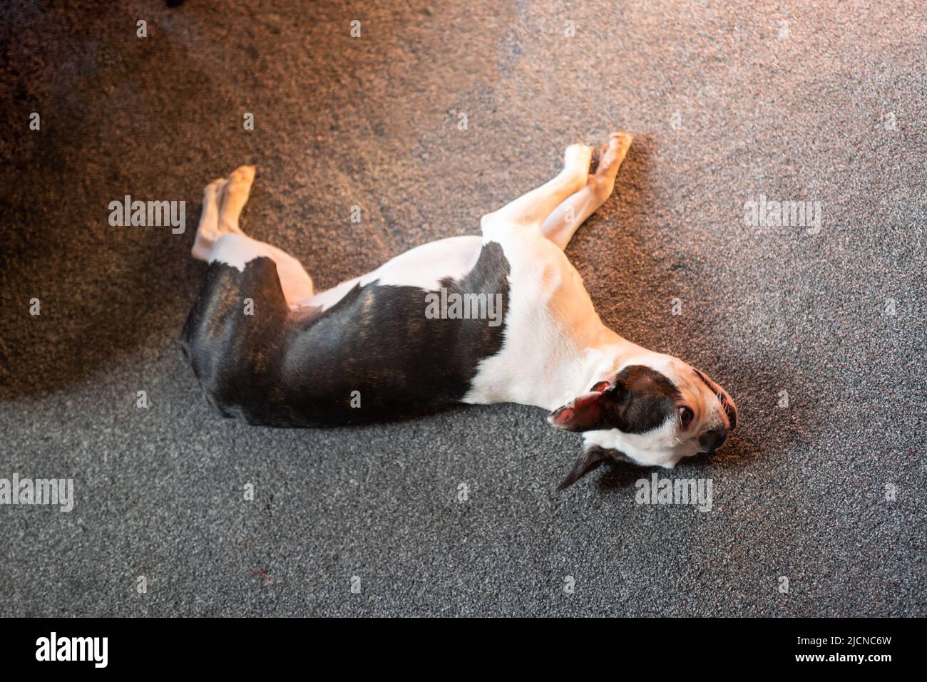 Young Boston Terrier dog lying on a grey carpet resting, seen from above. Stock Photo