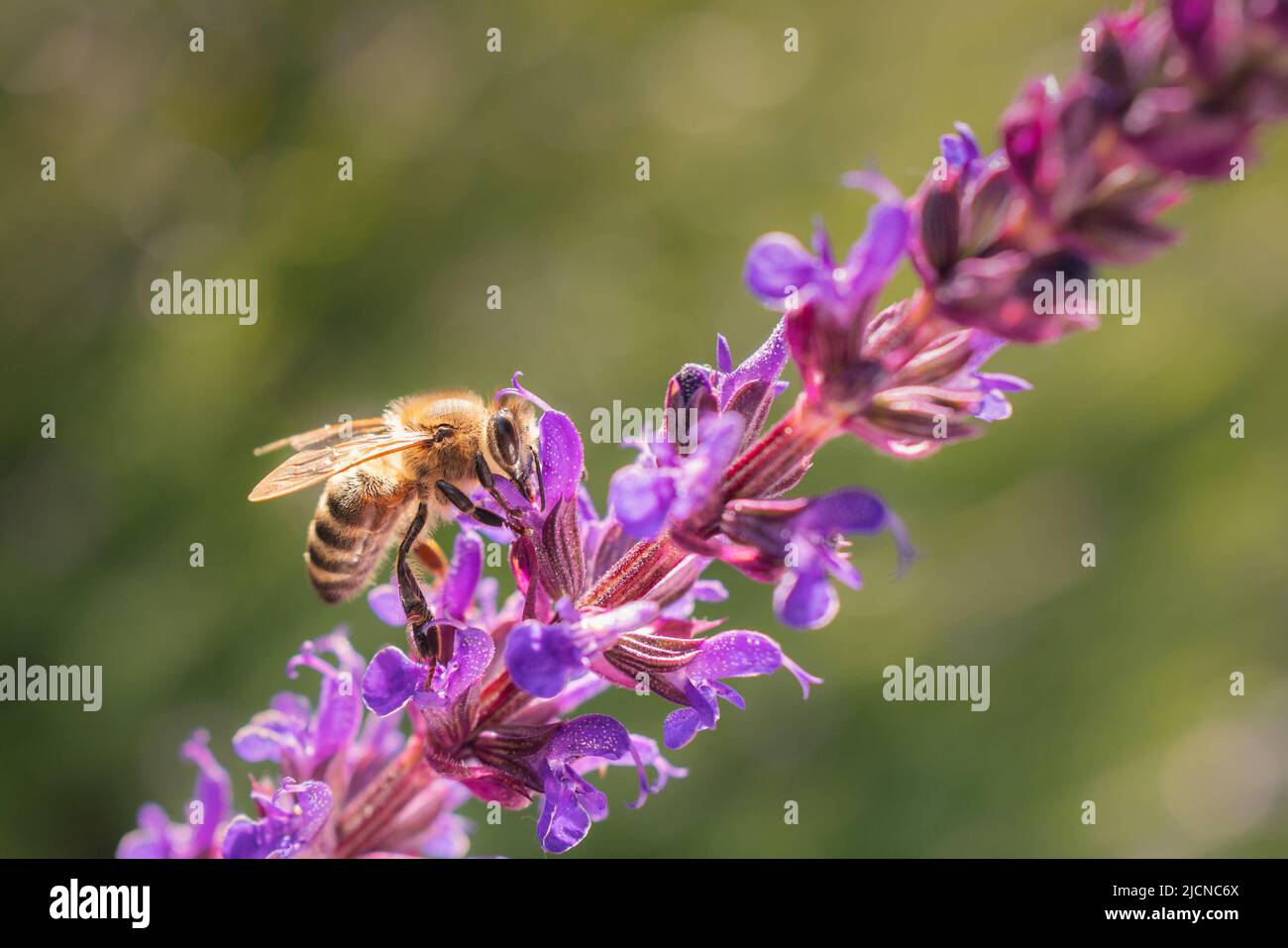 Purple Salvia flowers with a bee on them holding the petals and reaching in side for nectar. Stock Photo