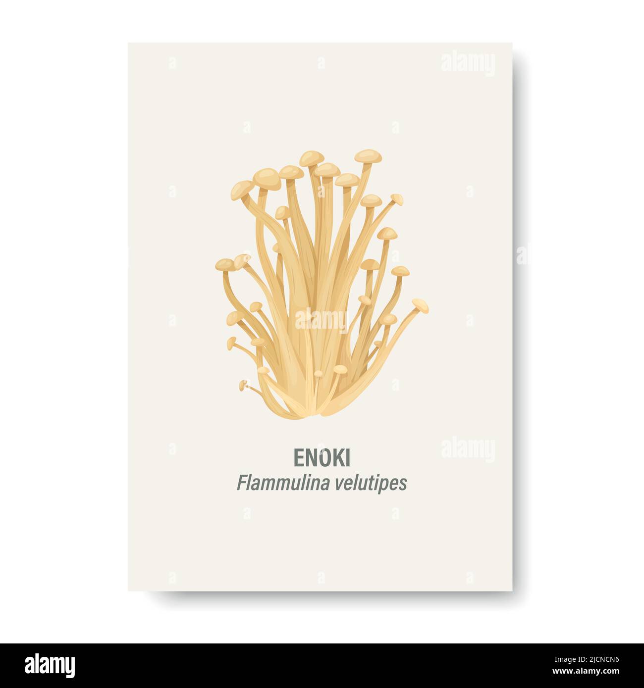 Vector Enoki Mushroom Isolated on White. Card with Hand Drawn Cartoon
